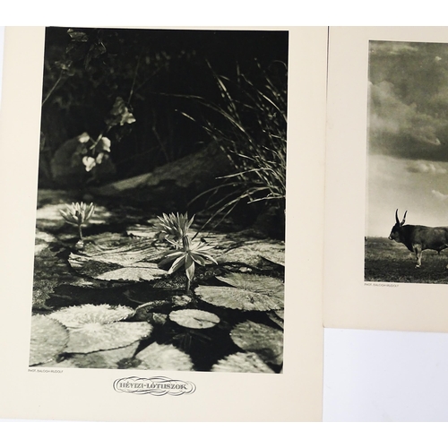 1953 - A quantity 20thC lithographs after photographer Rudolf Balogh (1879-1944) to include a portrait of F... 