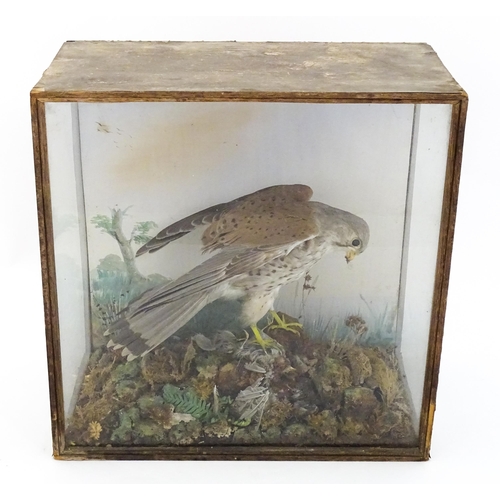 1284 - Taxidermy : A late 19th / early 20thC cased mount of a Kestrel and prey, posed within a naturalistic... 