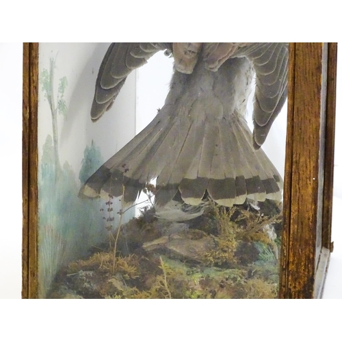 1284 - Taxidermy : A late 19th / early 20thC cased mount of a Kestrel and prey, posed within a naturalistic... 