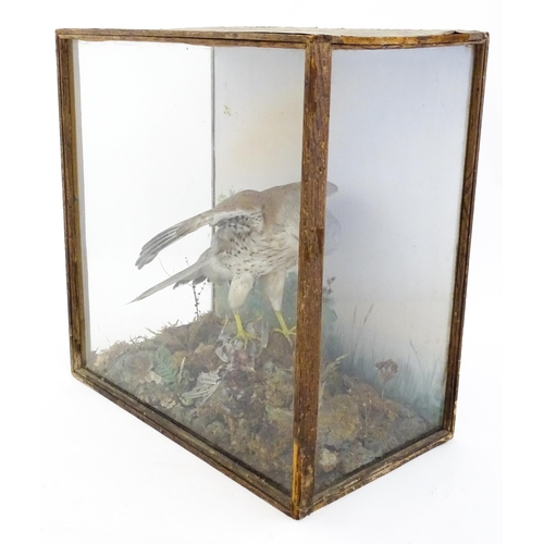 1284 - Taxidermy : A late 19th / early 20thC cased mount of a Kestrel and prey, posed within a naturalistic... 