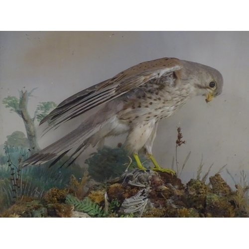 1284 - Taxidermy : A late 19th / early 20thC cased mount of a Kestrel and prey, posed within a naturalistic... 