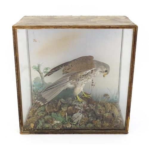 1284 - Taxidermy : A late 19th / early 20thC cased mount of a Kestrel and prey, posed within a naturalistic... 