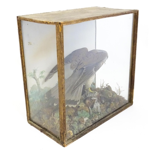 1284 - Taxidermy : A late 19th / early 20thC cased mount of a Kestrel and prey, posed within a naturalistic... 