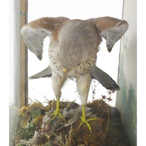 1284 - Taxidermy : A late 19th / early 20thC cased mount of a Kestrel and prey, posed within a naturalistic... 