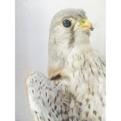 1284 - Taxidermy : A late 19th / early 20thC cased mount of a Kestrel and prey, posed within a naturalistic... 