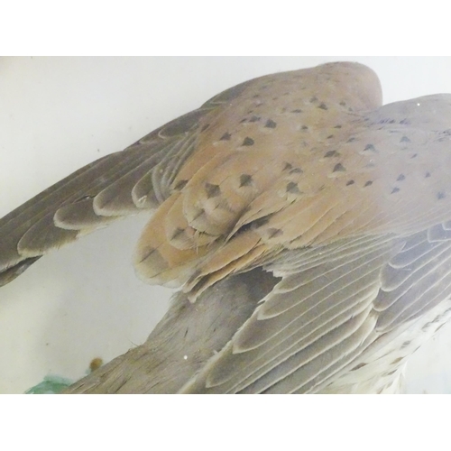 1284 - Taxidermy : A late 19th / early 20thC cased mount of a Kestrel and prey, posed within a naturalistic... 