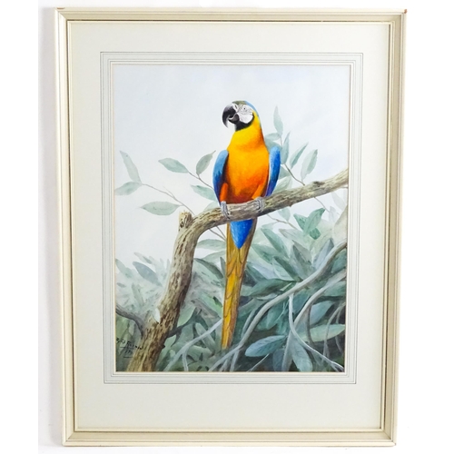 1753 - Philip Rickman (1891-1982), Watercolour, Blue and Yellow Macaw. Signed and dated lower left. Approx.... 