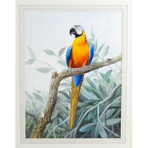 1753 - Philip Rickman (1891-1982), Watercolour, Blue and Yellow Macaw. Signed and dated lower left. Approx.... 