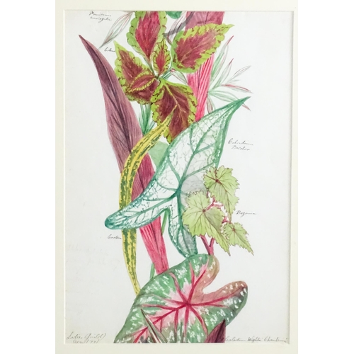 1776 - Alice Henriette Hope (Lady Hope, wife of Sir William Hope of Pinkie) (1823-1900), Botanical watercol... 