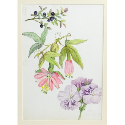 1776 - Alice Henriette Hope (Lady Hope, wife of Sir William Hope of Pinkie) (1823-1900), Botanical watercol... 