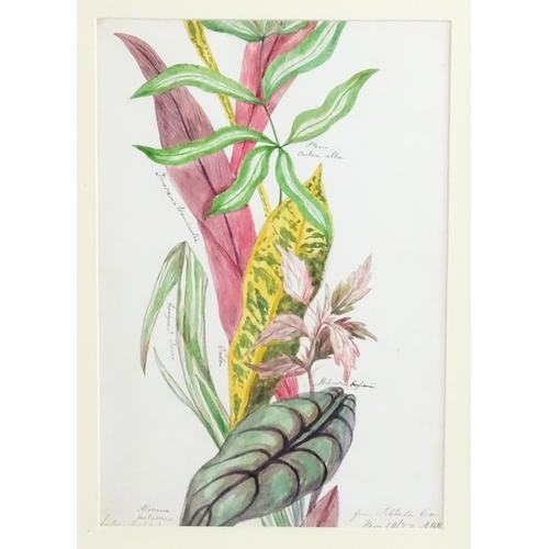 1776 - Alice Henriette Hope (Lady Hope, wife of Sir William Hope of Pinkie) (1823-1900), Botanical watercol... 