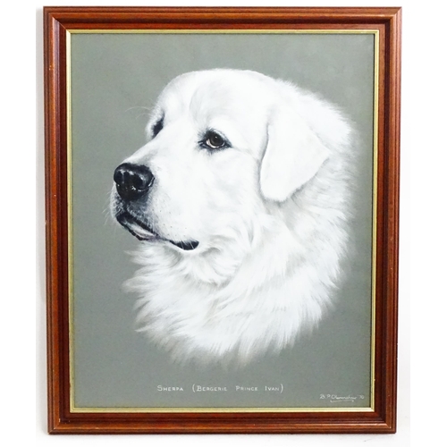 1816 - Bridget P. Olerenshaw, 20th century, Gouache, A portrait of a Pyrenean Mountain dog, titled Sherpa (... 