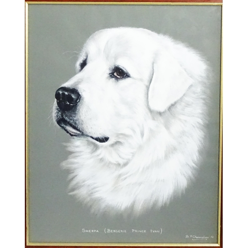 1816 - Bridget P. Olerenshaw, 20th century, Gouache, A portrait of a Pyrenean Mountain dog, titled Sherpa (... 