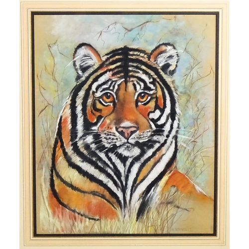 1849 - M. Hunnisett, 20th century, Pastels on paper, A study of a tiger. Signed lower right. Approx. 19 3/4... 