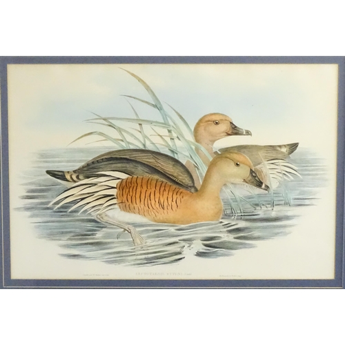 1870 - After John Gould & Henry Constantine Richter, 19th century, Ornithological School, Ten hand coloured... 