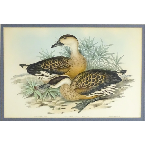 1870 - After John Gould & Henry Constantine Richter, 19th century, Ornithological School, Ten hand coloured... 