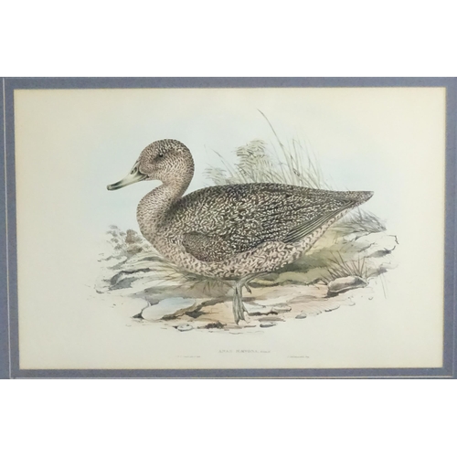 1870 - After John Gould & Henry Constantine Richter, 19th century, Ornithological School, Ten hand coloured... 