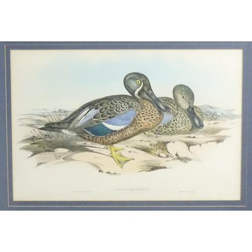 1870 - After John Gould & Henry Constantine Richter, 19th century, Ornithological School, Ten hand coloured... 