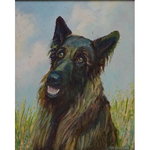 92 - A 20thC oil on canvas board portrait of an Alsatian Dog. Signed Cochrane lower right. Approx. 16 1/2... 