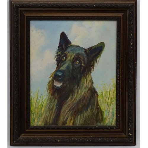 92 - A 20thC oil on canvas board portrait of an Alsatian Dog. Signed Cochrane lower right. Approx. 16 1/2... 