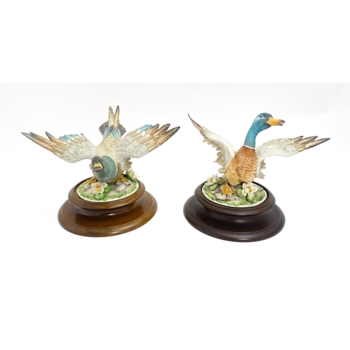 191 - Two Capodimonte limited edition models of ducks in flight. Marked under. Largest approx. 8 1/2
