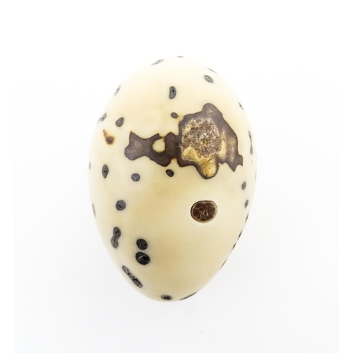 1201 - A Raffia Palm fruit. Together with a resin model of a speckled egg. Largest approx. 3 3/4