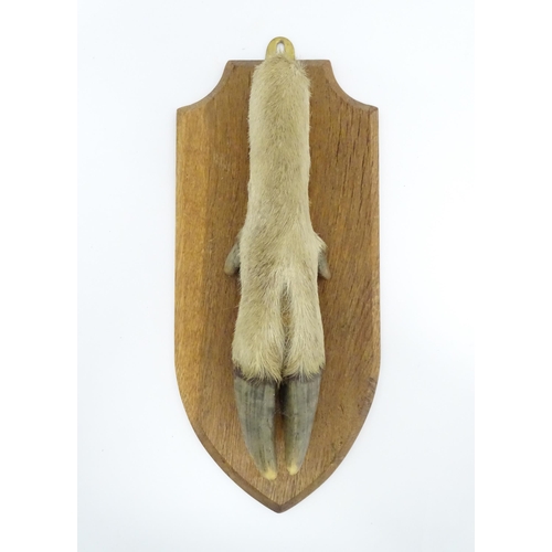 1346 - Taxidermy : A 20thC Continental mount of a Red deer hoof, mounted on a shield shaped plinth, approx ... 