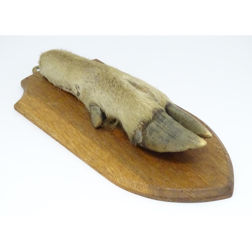 1346 - Taxidermy : A 20thC Continental mount of a Red deer hoof, mounted on a shield shaped plinth, approx ... 