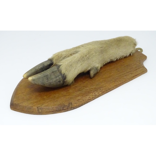 1346 - Taxidermy : A 20thC Continental mount of a Red deer hoof, mounted on a shield shaped plinth, approx ... 