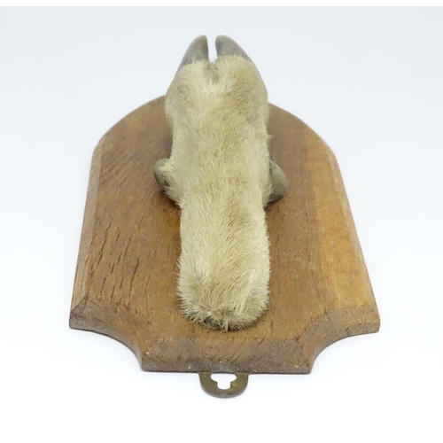 1346 - Taxidermy : A 20thC Continental mount of a Red deer hoof, mounted on a shield shaped plinth, approx ... 