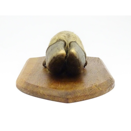 1346 - Taxidermy : A 20thC Continental mount of a Red deer hoof, mounted on a shield shaped plinth, approx ... 