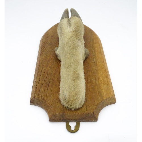 1346 - Taxidermy : A 20thC Continental mount of a Red deer hoof, mounted on a shield shaped plinth, approx ... 