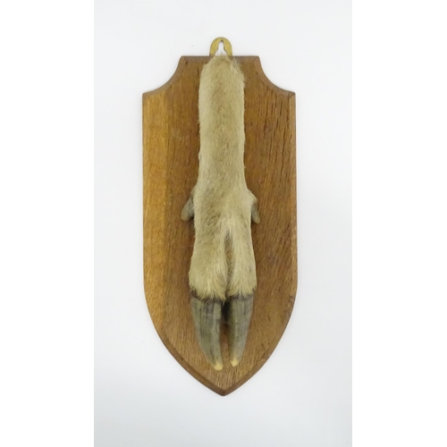 1346 - Taxidermy : A 20thC Continental mount of a Red deer hoof, mounted on a shield shaped plinth, approx ... 