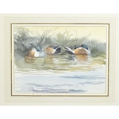 1918 - Stephen Clifton, 20th century, Watercolour, Sleeping Shoveler Ducks. Signed mid right and ascribed v... 