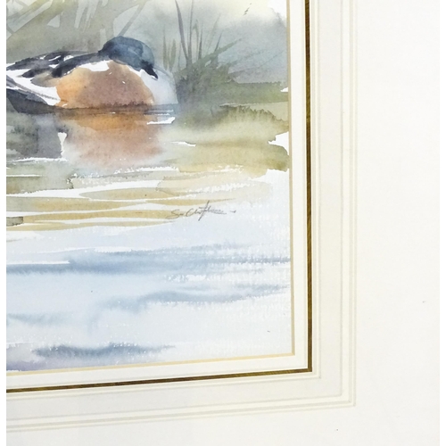 1918 - Stephen Clifton, 20th century, Watercolour, Sleeping Shoveler Ducks. Signed mid right and ascribed v... 