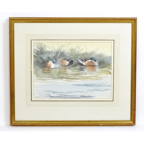 1918 - Stephen Clifton, 20th century, Watercolour, Sleeping Shoveler Ducks. Signed mid right and ascribed v... 