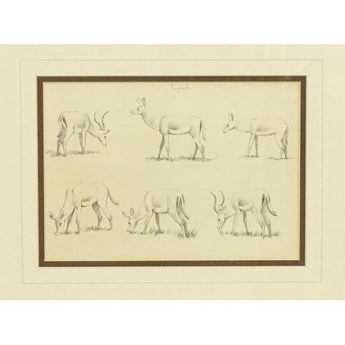 1944 - John Cyril Harrison (1898-1985), Pencil sketch, Six studies of Impala. Ascribed verso 'Impala Sketch... 