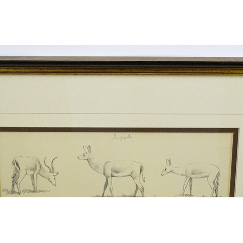 1944 - John Cyril Harrison (1898-1985), Pencil sketch, Six studies of Impala. Ascribed verso 'Impala Sketch... 