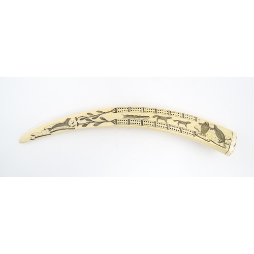 1227 - An Inuit walrus tusk cribbage board with scrimshaw decoration depicting walrus, sled, fish, birds, f... 