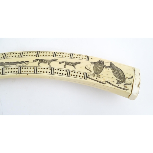 1227 - An Inuit walrus tusk cribbage board with scrimshaw decoration depicting walrus, sled, fish, birds, f... 