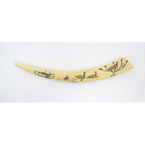 1227 - An Inuit walrus tusk cribbage board with scrimshaw decoration depicting walrus, sled, fish, birds, f... 