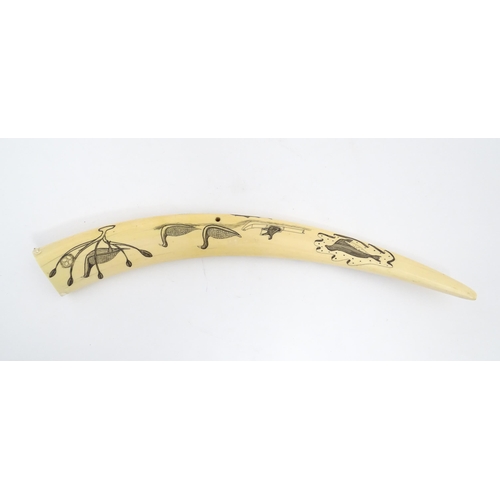 1227 - An Inuit walrus tusk cribbage board with scrimshaw decoration depicting walrus, sled, fish, birds, f... 