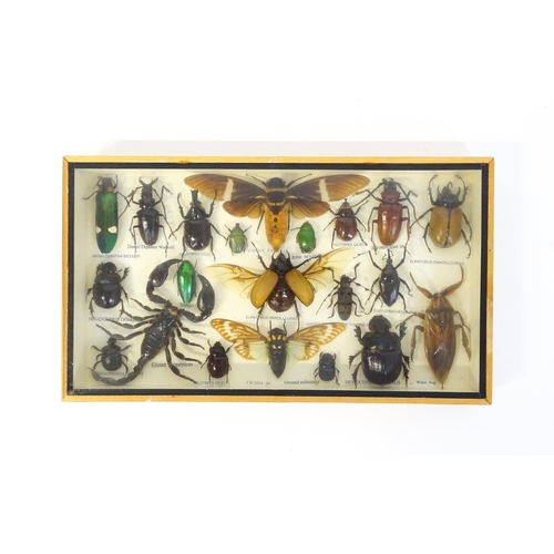 1292 - Taxidermy : Six 20thC shadow boxes displaying natural history specimens to include Longhorn and June... 