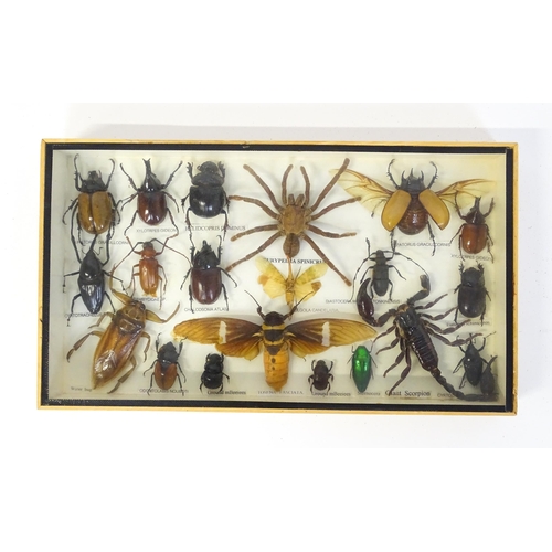 1292 - Taxidermy : Six 20thC shadow boxes displaying natural history specimens to include Longhorn and June... 