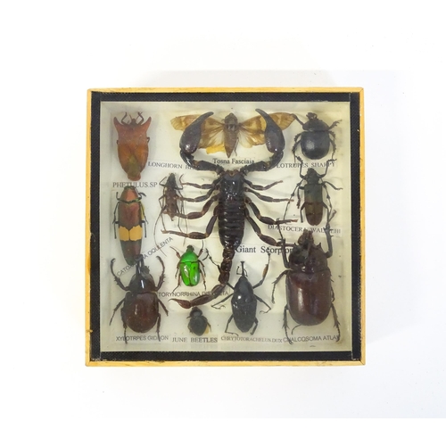 1292 - Taxidermy : Six 20thC shadow boxes displaying natural history specimens to include Longhorn and June... 