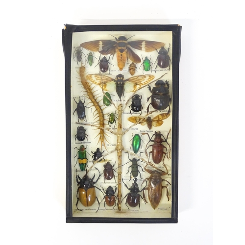 1292 - Taxidermy : Six 20thC shadow boxes displaying natural history specimens to include Longhorn and June... 