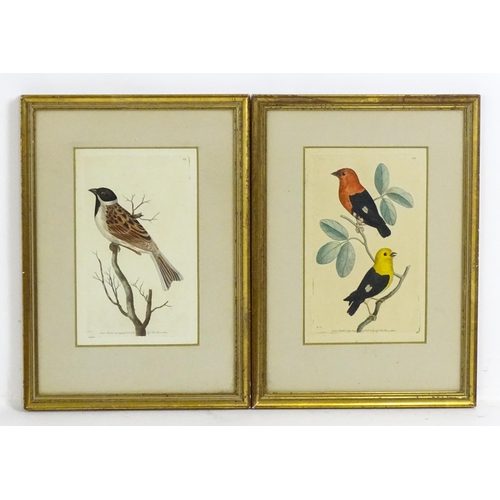 1963 - After Frederick P. Nodder (1751-1800), Ornithological School, Engravings with hand colouring, Two bi... 