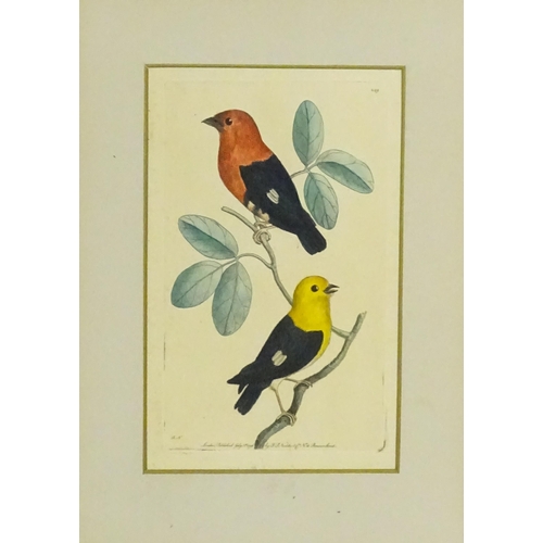 1963 - After Frederick P. Nodder (1751-1800), Ornithological School, Engravings with hand colouring, Two bi... 