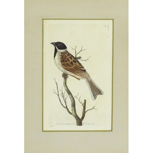 1963 - After Frederick P. Nodder (1751-1800), Ornithological School, Engravings with hand colouring, Two bi... 