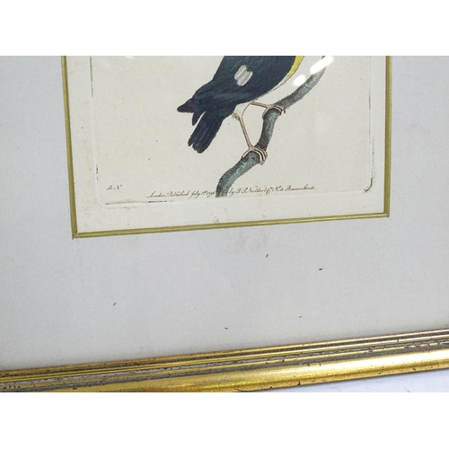 1963 - After Frederick P. Nodder (1751-1800), Ornithological School, Engravings with hand colouring, Two bi... 